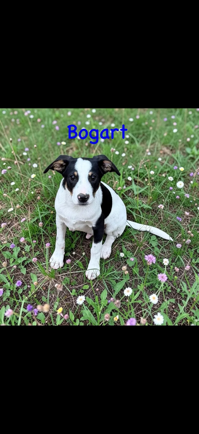 Bogart thumbnail 2