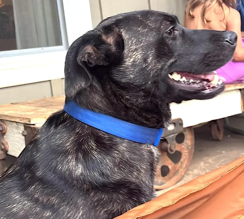 An adult medium-sized female Brindle Labrador Retriever dog named Mara for adoption in Mount Airy, NC