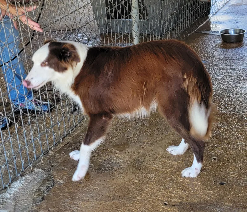 An adult large-sized male Border Collie dog named Oakley for adoption in Bradenton, FL