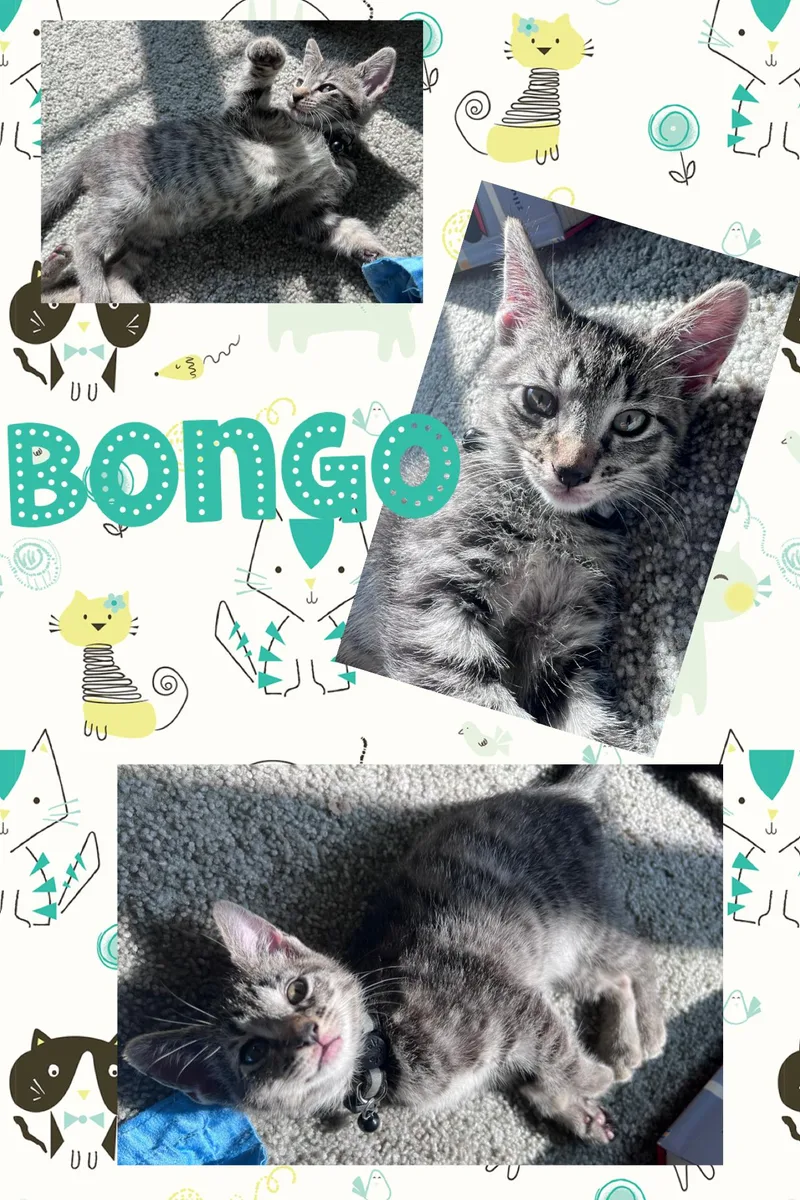 A baby medium-sized male Tabby (Gray / Blue / Silver) Tabby cat named Bongo for adoption in Pasco, WA