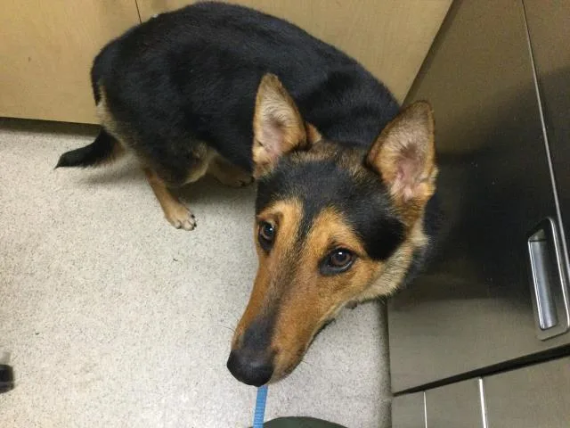 A young medium-sized male German Shepherd Dog dog named Kit for adoption in Riverside, CA