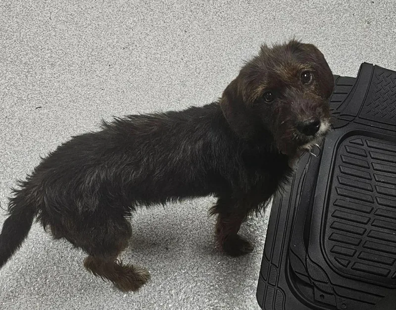 A young medium-sized female Terrier dog named Coco Chanel for adoption in Chillicothe, OH