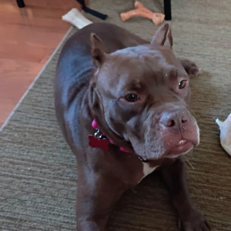 An adult medium-sized female Pit Bull Terrier dog named Mi Besito for adoption in Houston, TX