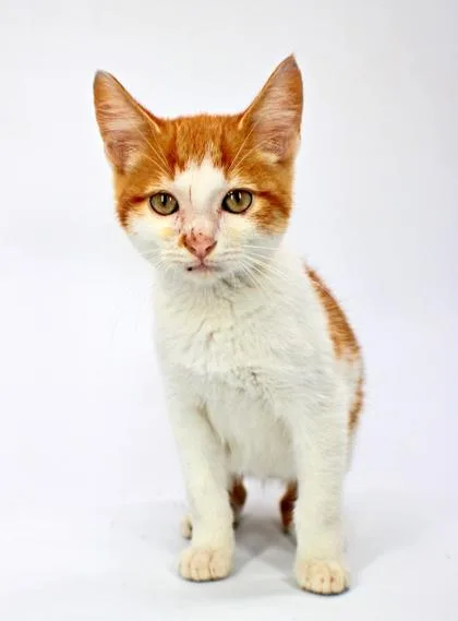A baby small-sized male Domestic Short Hair cat named Studly for adoption in Morton Grove, IL
