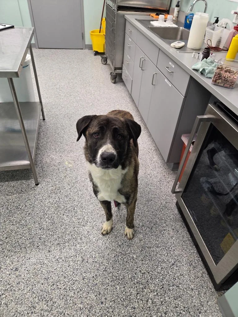 A young large-sized male Terrier dog named Toby for adoption in Athens, TN