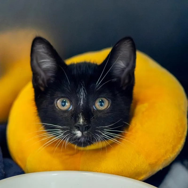 A baby small-sized male Domestic Short Hair cat named Frank Sinatra for adoption in Wilmington, DE