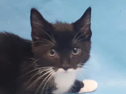 An adult small-sized female Domestic Short Hair cat named Sophia for adoption in Coon Rapids, MN