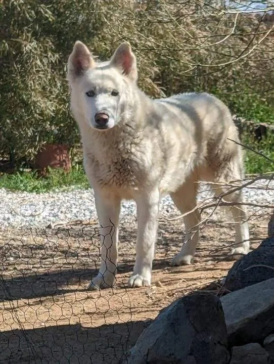 Frosty  The Snowman thumbnail 5