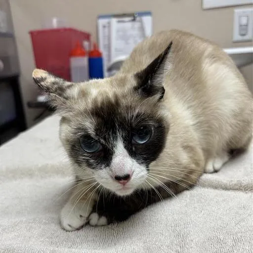 An adult medium-sized female White Domestic Medium Hair cat named Nebula for adoption in Tempe, AZ