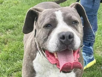 An adult large-sized female Gray / Blue / Silver Mixed Breed dog named Luna for adoption in Georgetown, TX