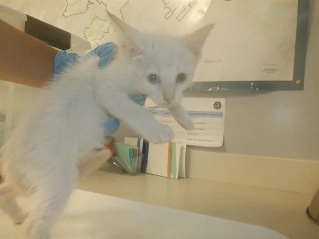 A baby small-sized male Domestic Short Hair cat named Kimba for adoption in San Jose, CA