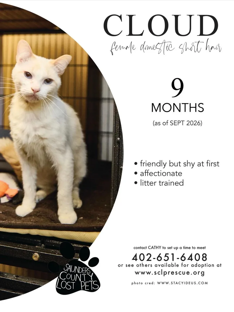 A young medium-sized female Buff / Tan / Fawn Domestic Short Hair cat named Cloud for adoption in Wahoo, NE