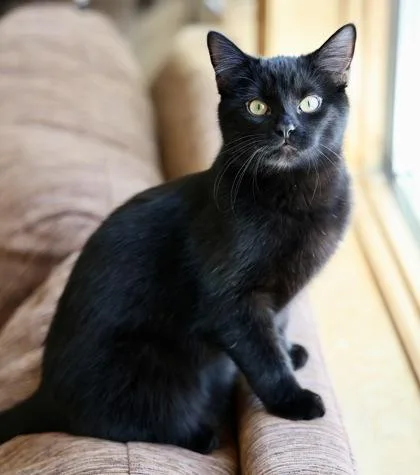 Lovelace thumbnail 3