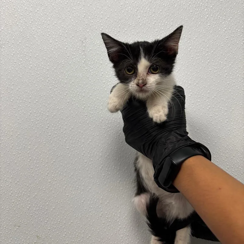 A baby small-sized female Black Domestic Short Hair cat named Sparrow for adoption in Abilene, TX