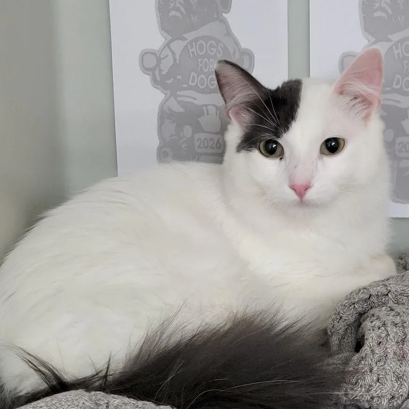A young medium-sized male Domestic Long Hair cat named Jeremy for adoption in Genoa, IL
