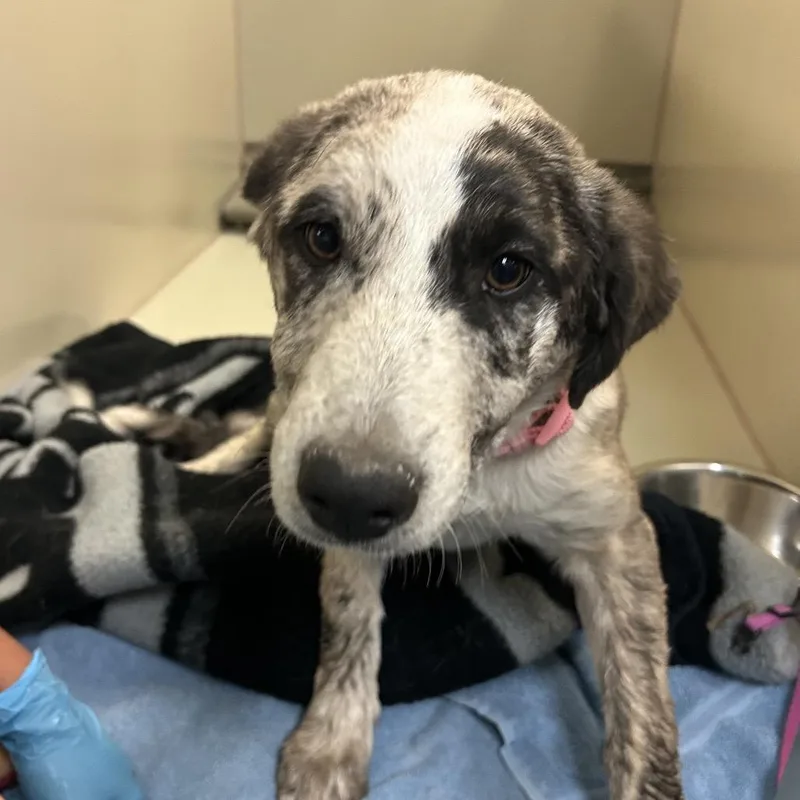 A baby medium-sized female Brown / Chocolate Mixed Breed dog named Moo for adoption in Flagstaff, AZ