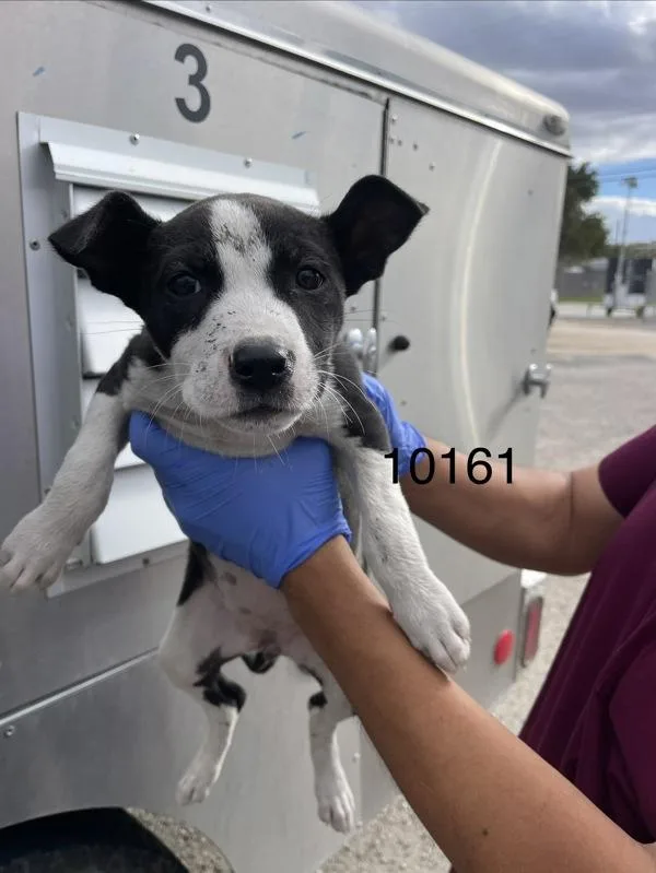 A baby medium-sized female Pit Bull Terrier dog named Buttons for adoption in Victorville, CA