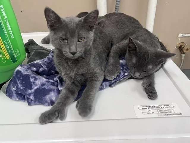A baby small-sized male Gray / Blue / Silver Domestic Short Hair cat named Marlin for adoption in Dayton, OH