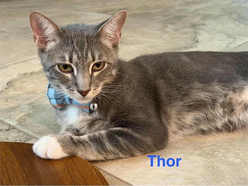 A young medium-sized male Domestic Short Hair cat named Thor for adoption in Riverside, CA