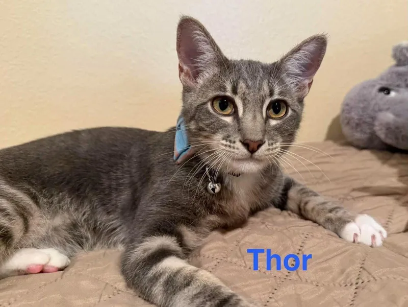Thor thumbnail 3