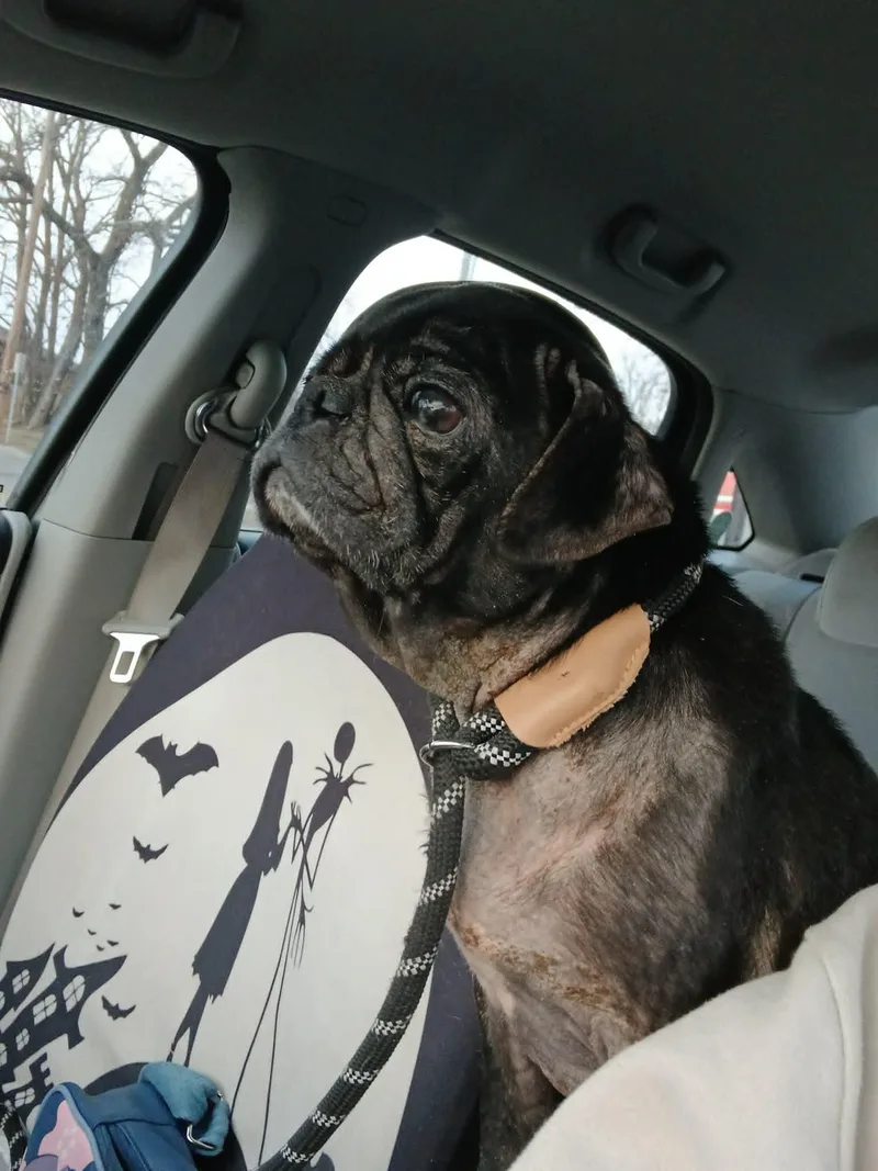 An adult small-sized male Pug dog named Milo for adoption in Ceres, VA