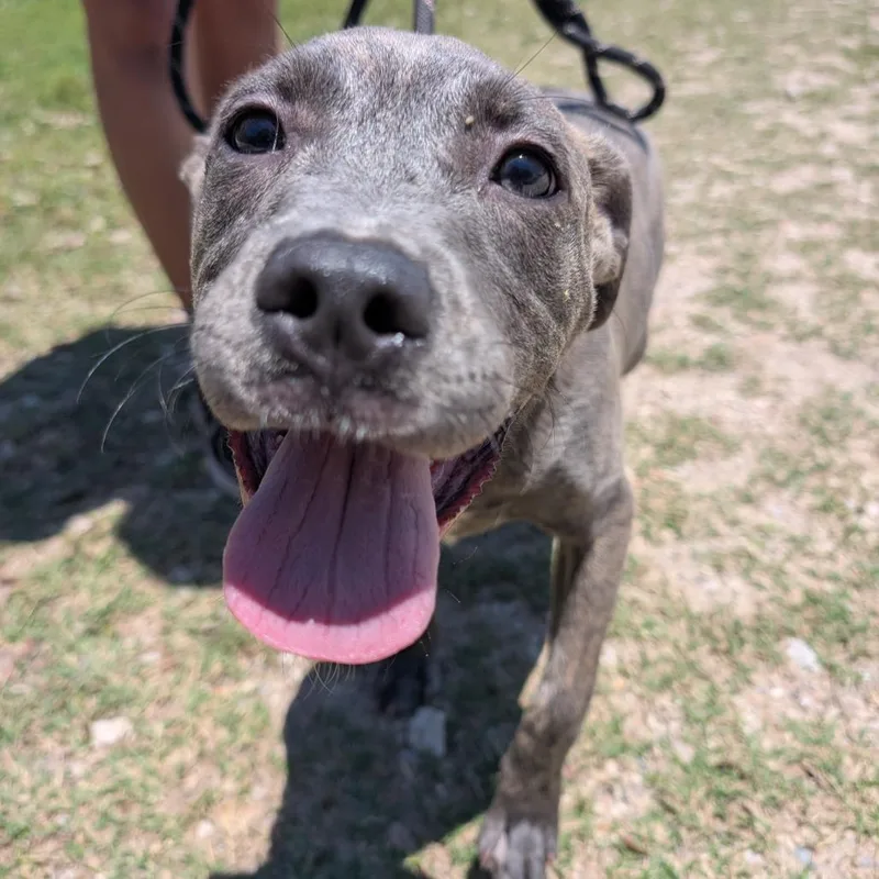 A baby medium-sized female Brindle Mixed Breed dog named Naomi for adoption in Leander, TX