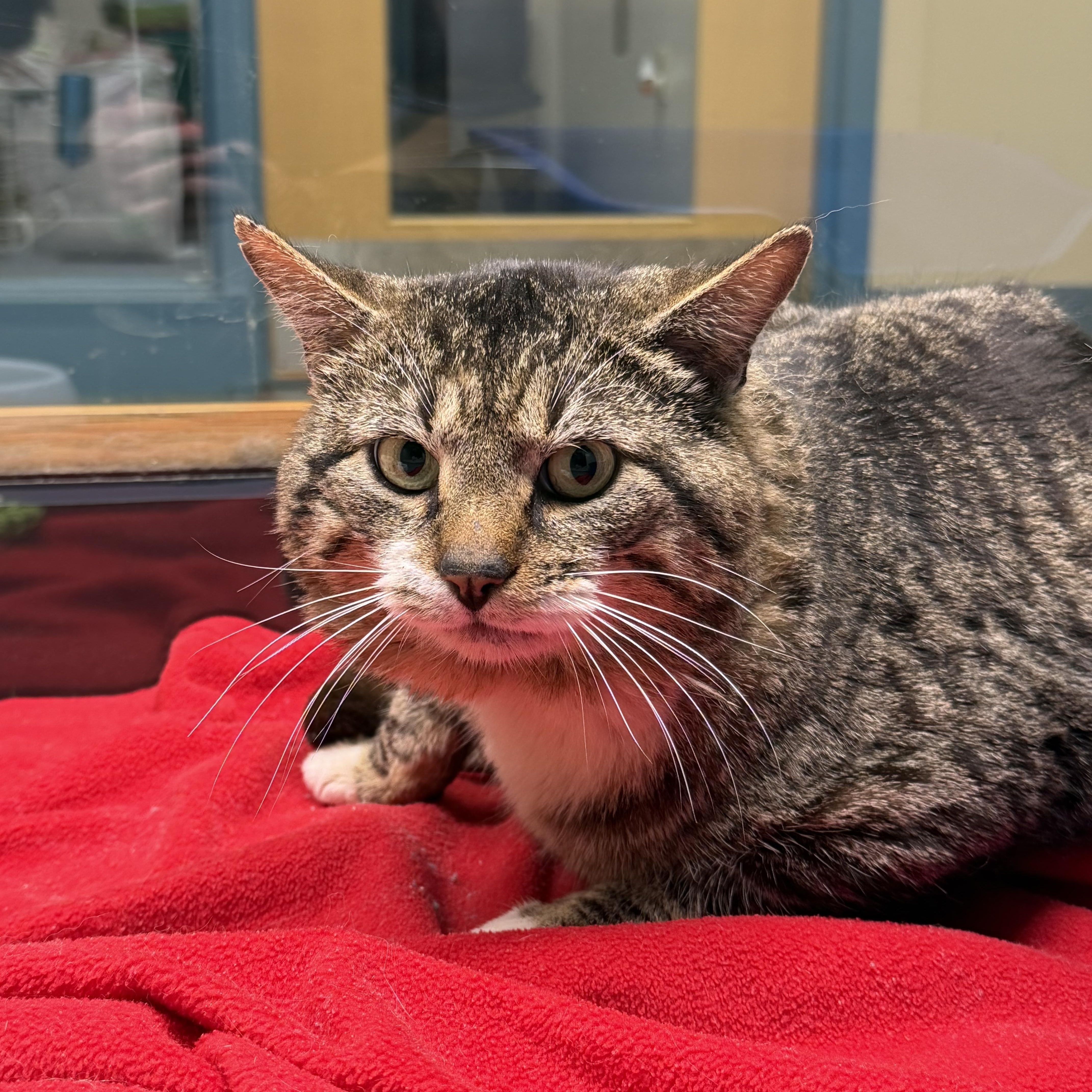 An adult medium-sized male Tabby (Buff / Tan / Fawn) Domestic Short Hair cat named Tank for adoption in Suffolk, VA
