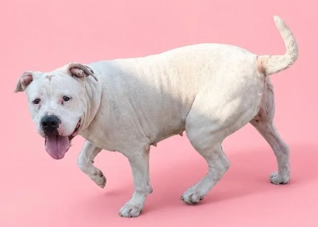 An adult large-sized female American Staffordshire Terrier dog named Cleo for adoption in Wauchula, FL