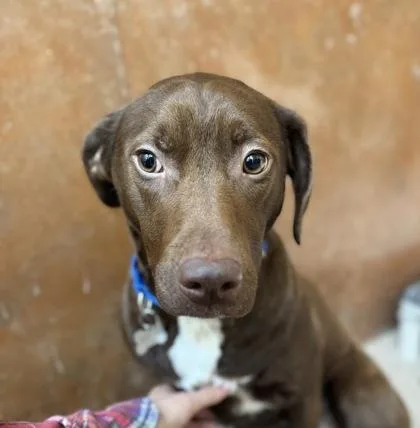 A young medium-sized female German Shorthaired Pointer dog named Porky for adoption in Burlington, WA