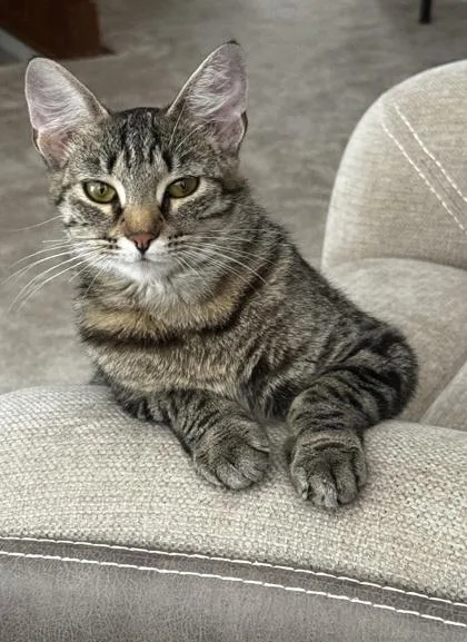 An adult medium-sized female Domestic Short Hair cat named Nebula for adoption in Fishers, IN