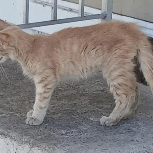 A baby small-sized male Tabby (Orange / Red) Domestic Short Hair cat named Dante for adoption in Tampa, FL