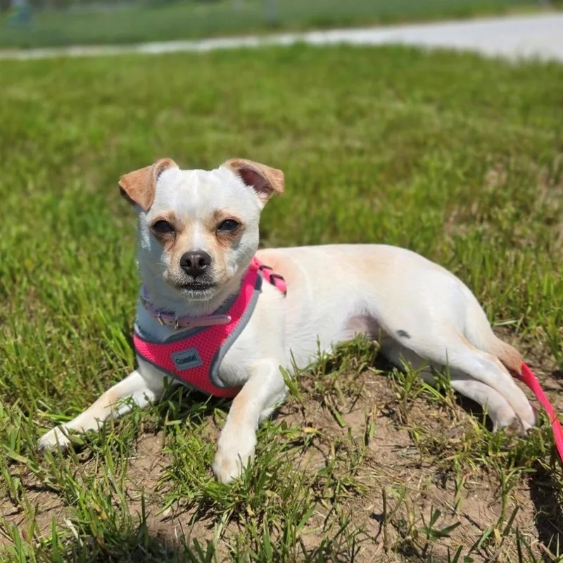 A baby small-sized female White / Cream Chihuahua dog named Lilo for adoption in Branford, CT