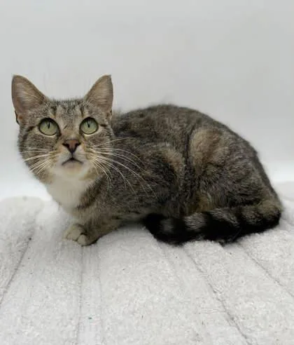 An adult small-sized female Domestic Short Hair cat named Velma Sponsored for adoption in Bowling Green, KY