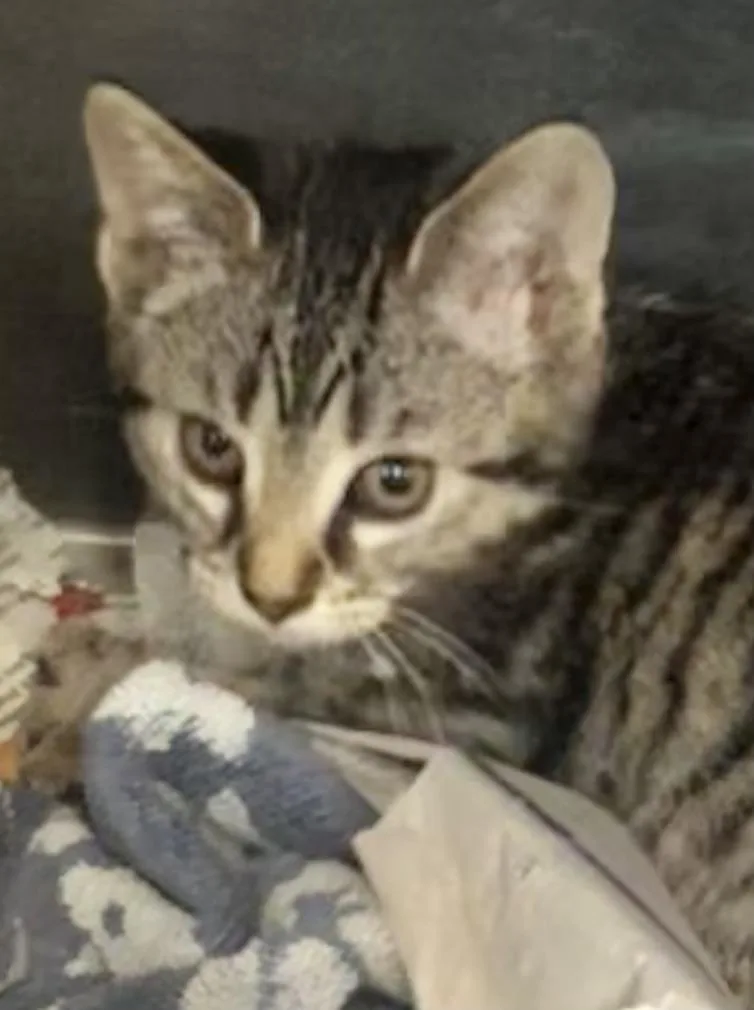 A baby medium-sized female Tabby (Brown / Chocolate) Domestic Short Hair cat named Nebula for adoption in Parma, OH