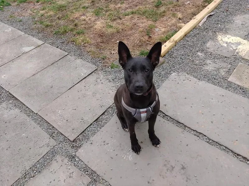 An adult medium-sized female German Shepherd Dog dog named Mollie for adoption in New York, NY