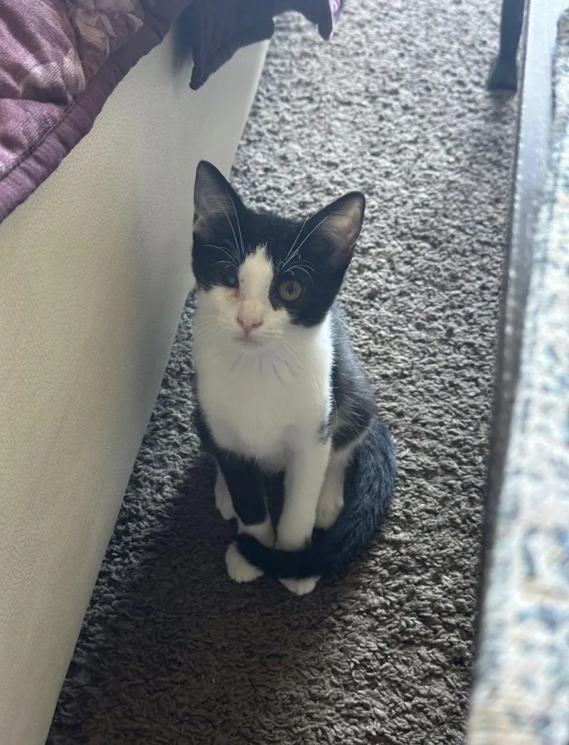 A baby medium-sized female Black & White / Tuxedo Domestic Short Hair cat named Sniffles for adoption in Oceanside, CA
