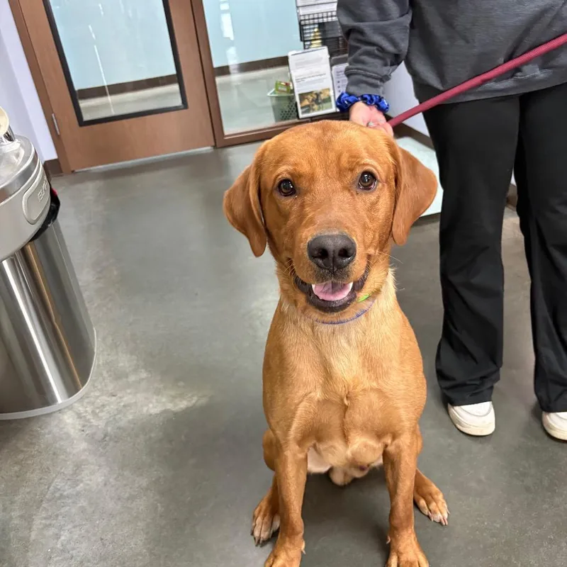 A young large-sized male Golden Labrador Retriever dog named Canelo for adoption in Idaho Falls, ID