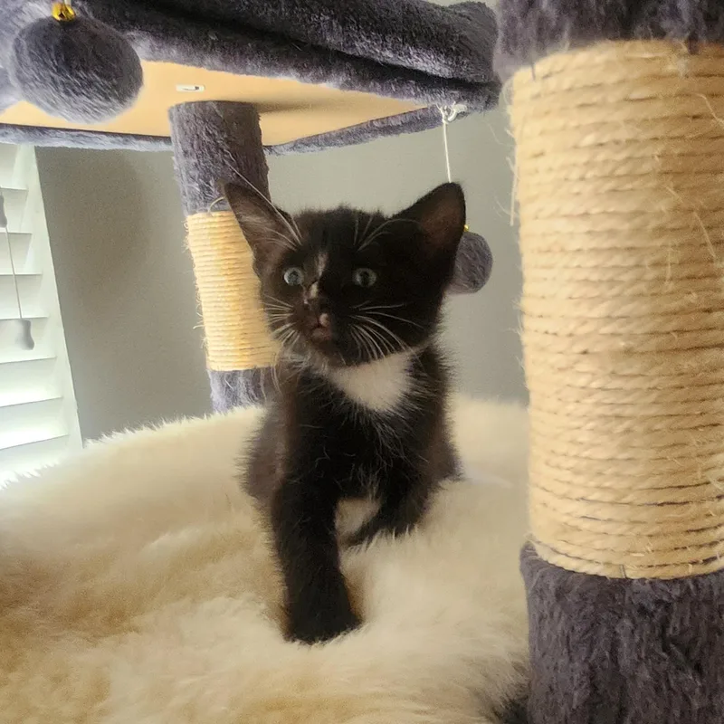 A baby medium-sized female Black & White / Tuxedo Domestic Short Hair cat named Cocada for adoption in Allen, TX