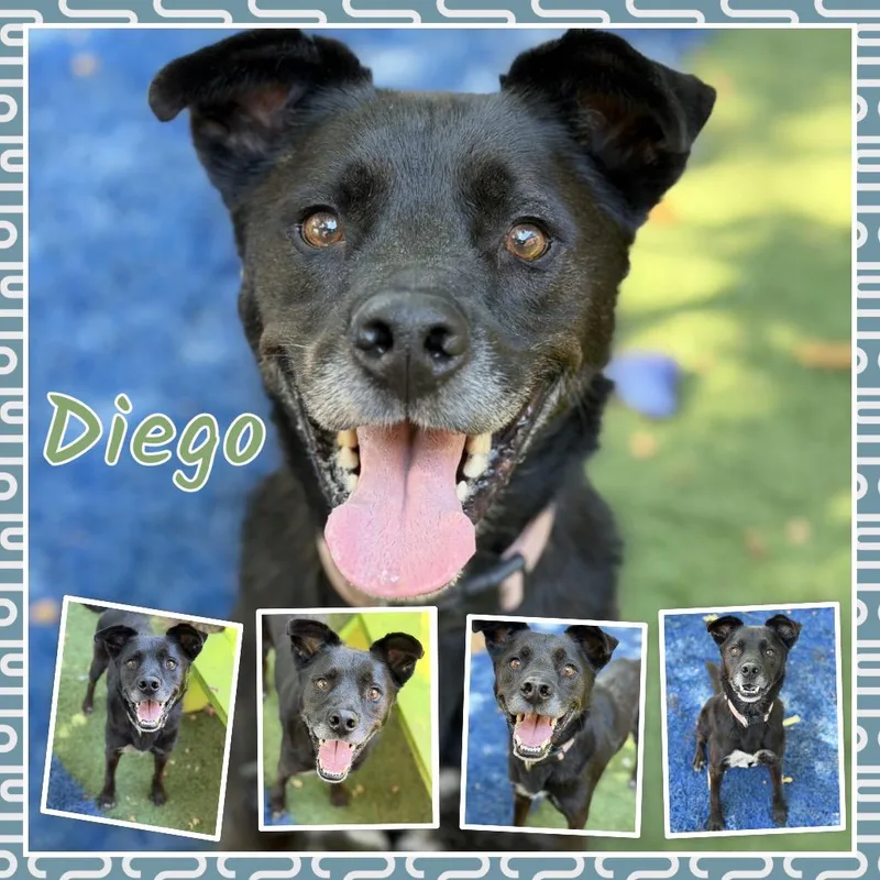 A senior medium-sized male Labrador Retriever dog named Diego for adoption in Fort Smith, AR