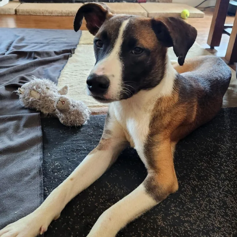 A young medium-sized male Yellow / Tan / Blond / Fawn Feist dog named Calvin for adoption in Normal, IL