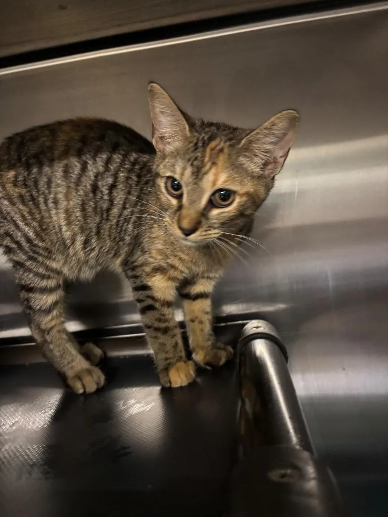 A baby large-sized female Domestic Short Hair cat named Wanda for adoption in Metter, GA