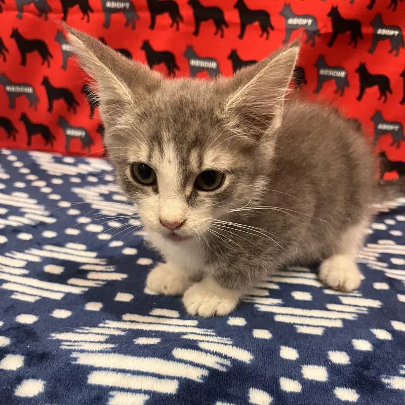 A baby small-sized male Gray / Blue / Silver Domestic Short Hair cat named Gary for adoption in Washburn, MO