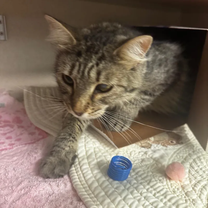 A young medium-sized female Brown / Chocolate Domestic Short Hair cat named Wanderer for adoption in Wheeling, IL