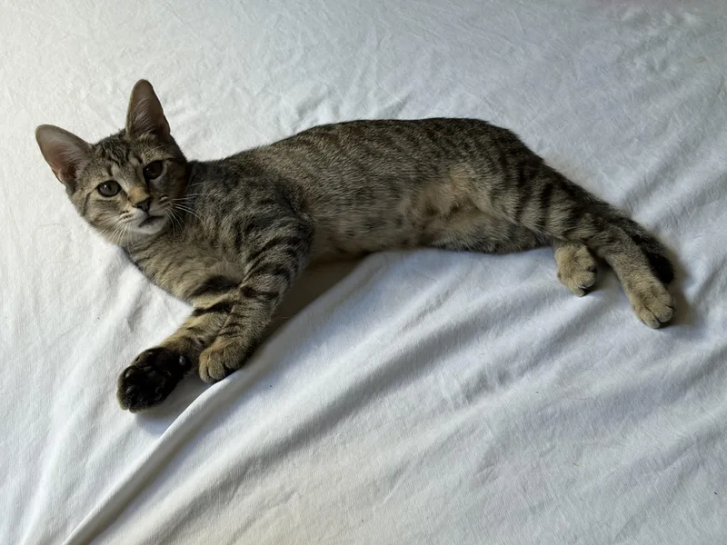 A young medium-sized female Domestic Short Hair cat named Maryanne for adoption in Belmont, NC