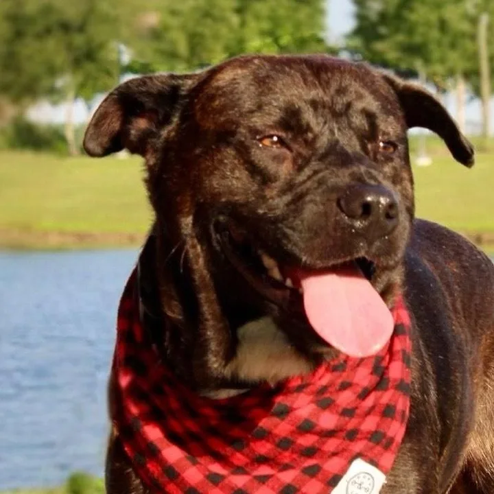 An adult medium-sized male Boxer dog named Chocolate for adoption in Liverpool, TX
