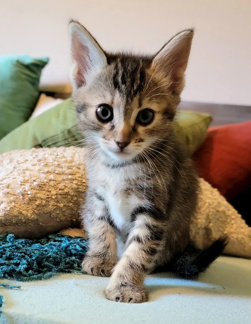 A baby medium-sized female Tabby cat named Birdie for adoption in Chandler, AZ