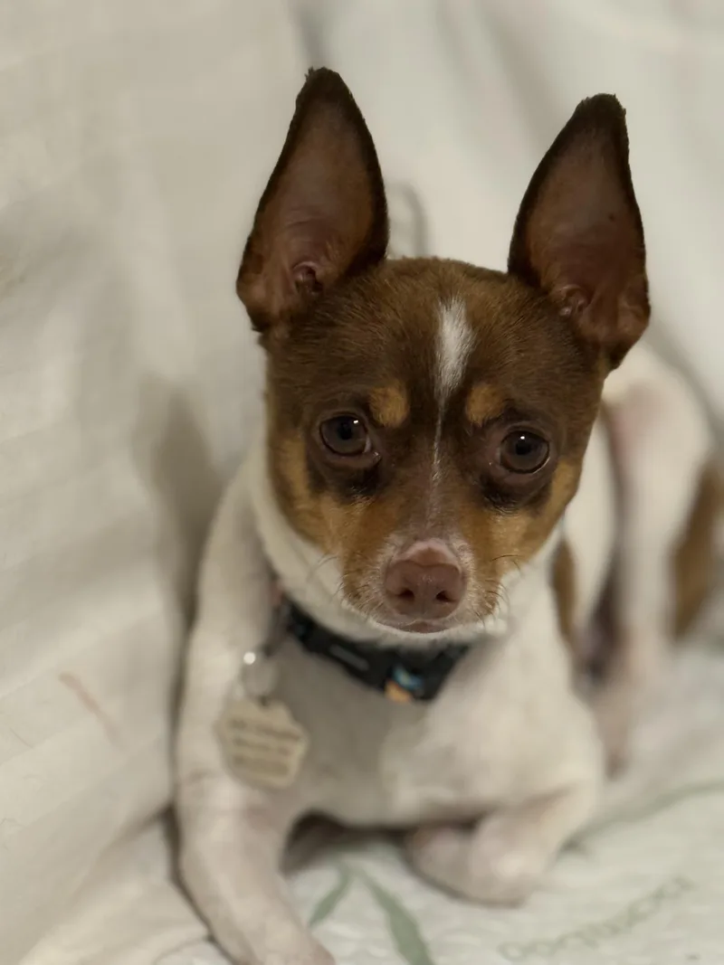 Pancho
