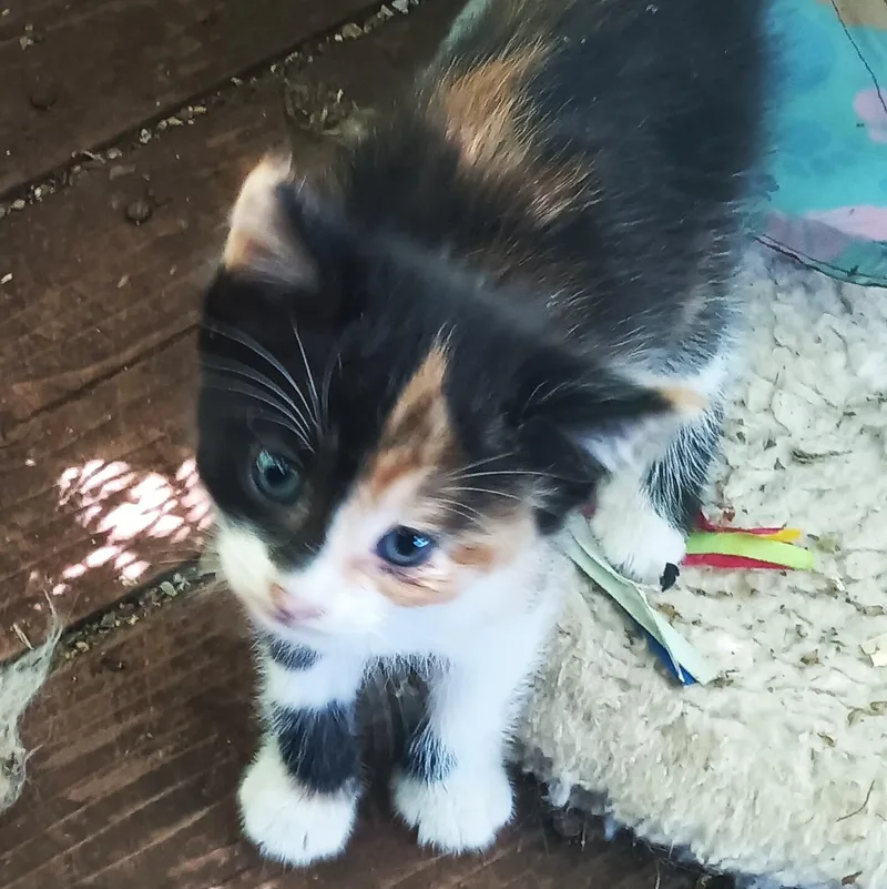 A baby medium-sized female Calico cat named Picassa for adoption in Shingletown, CA