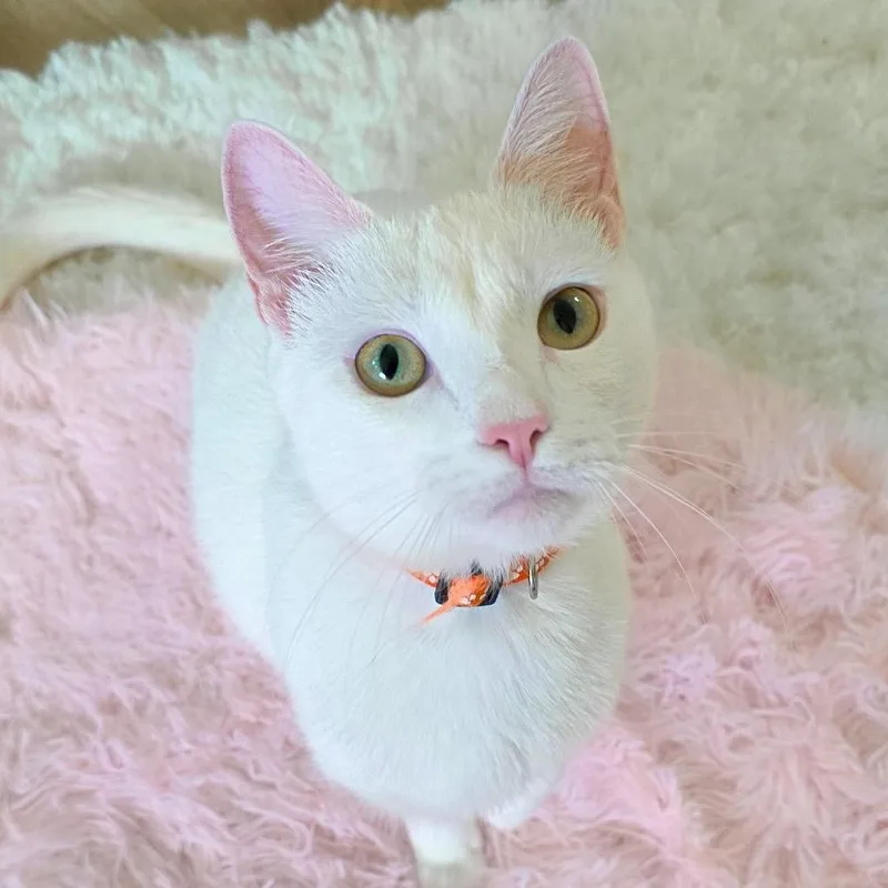 An adult medium-sized female Domestic Short Hair cat named Maple for adoption in New Orleans, LA