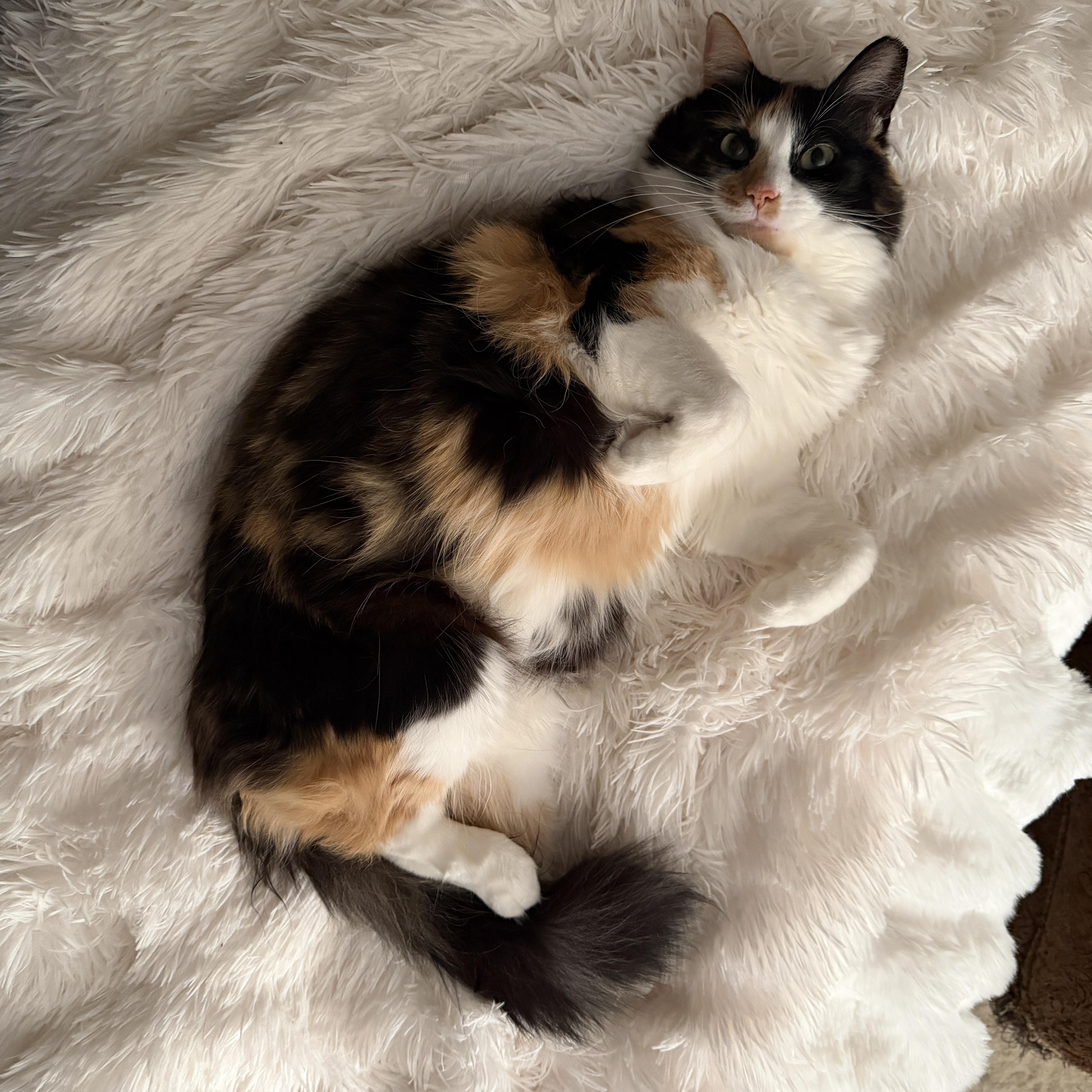 An adult medium-sized female Calico cat named Scarlett for adoption in Woodbridge, NJ